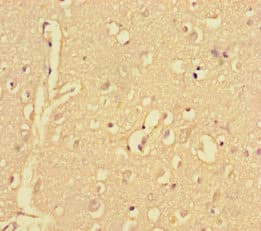 CPNE2 Antibody