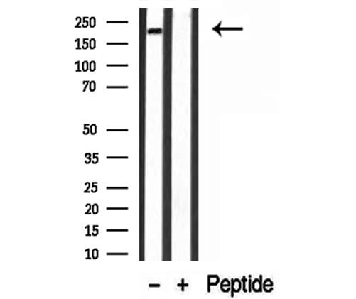 MYH4 Antibody