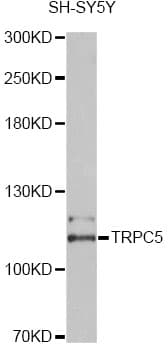 TRPC5 Antibody
