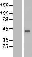 Human SLC52A1 / GPR172B / PAR2 Protein (Over-Expression Lysate Myc-DDK (Flag))