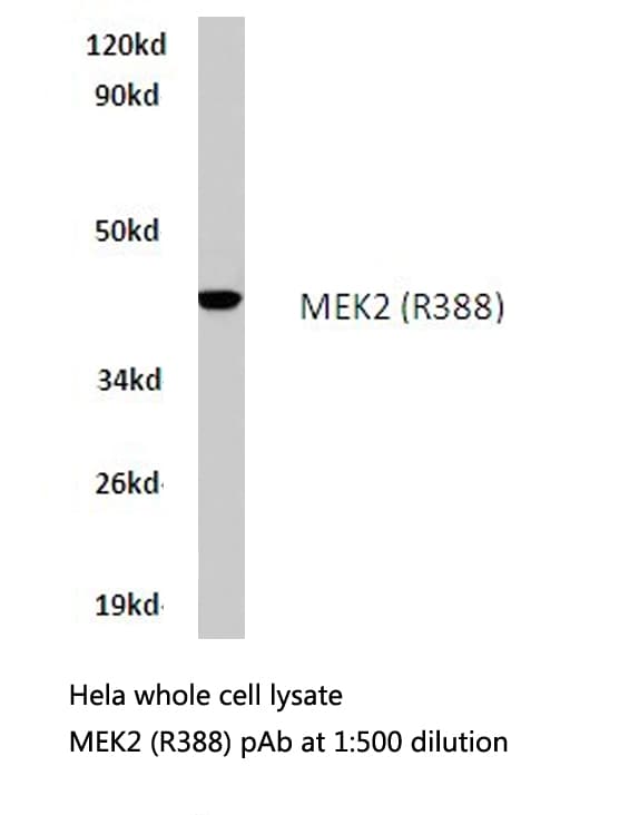 MAP2K2 / MKK2 / MEK2 Antibody (Arg388)