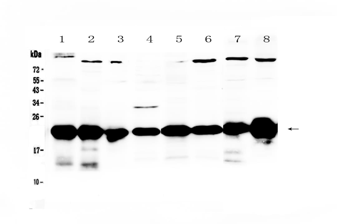 PARK7 / DJ-1 Antibody