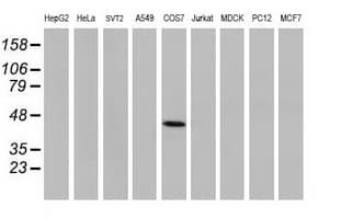 TP53 / p53 Antibody (clone OTI2A4)