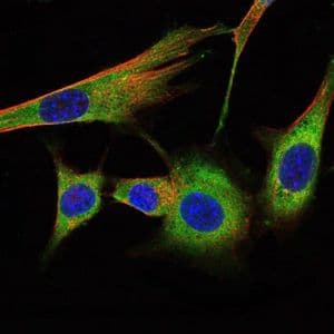 PHB / Prohibitin Antibody (clone 5H7)