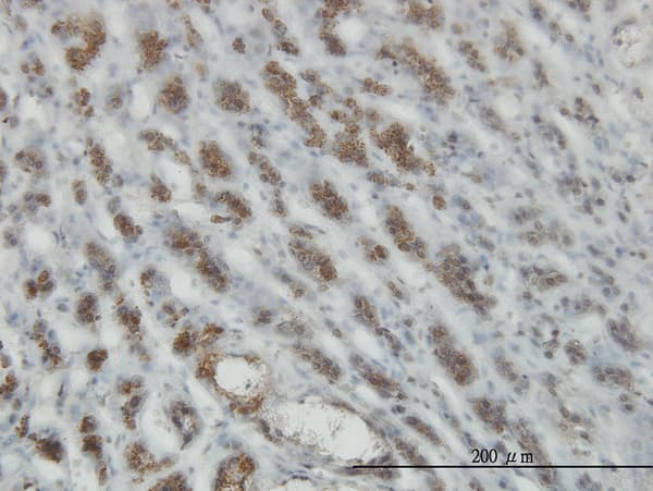 Monoclonal Mouse anti-Human RASEF Antibody (clone 2D5, IHC, WB)