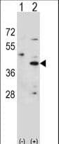 HSD3B1 Antibody (aa26-55)