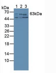 RORA / ROR Alpha Antibody (aa164-401)