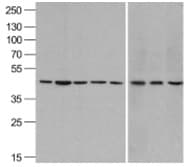 IHC-plus™ ACTB / Beta Actin Antibody