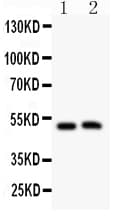 MIP / AQP0 / Aquaporin 0 Antibody (aa246-263)