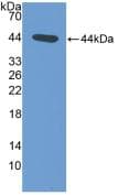 NT-proANP Antibody