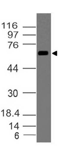 Polyclonal Rabbit anti-Human DUSP8 Antibody (WB)