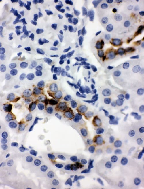 KLK1 / Kallikrein 1 Antibody (aa243-261)