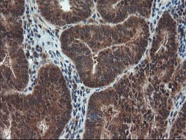 SENP2 Antibody (aa139-523, clone OTI3E7)