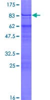 Human ZNF75 / ZNF75D Protein (Recombinant GST)