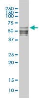 NFI / NFIC Antibody (clone 1C12-2A2)