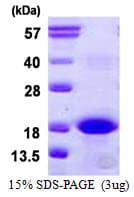 Human BCL2A1 Protein (Recombinant His)