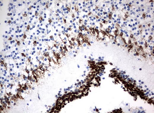 MSI1 / Musashi 1 Antibody (clone UMAB127, Carrier-free)