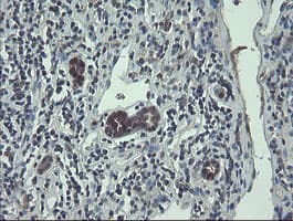 TSC22D1 / TSC22 Antibody (clone OTI4H8)