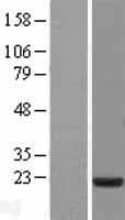 MSRB3 Protein (Over-Expression Lysate Myc-DDK (Flag))