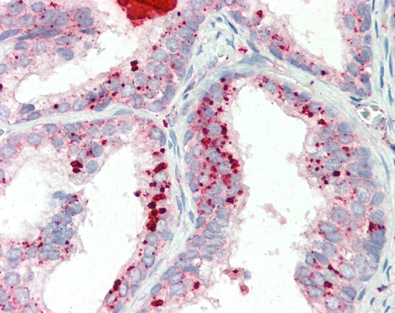 GATAD1 Antibody (C-Terminus)