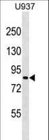 ZNF225 Antibody (aa126-152)