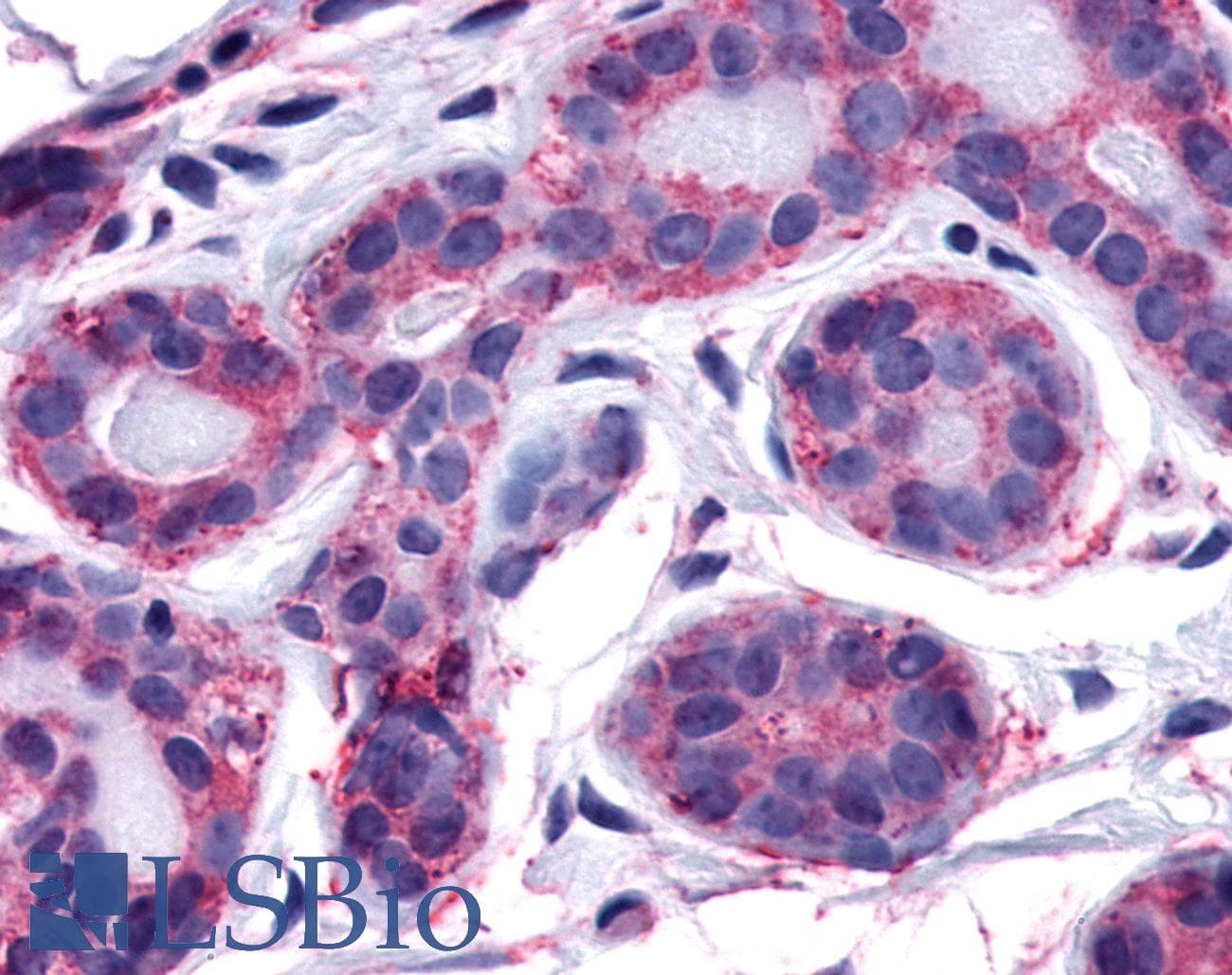 PathPlus™ FAK / Focal Adhesion Kinase Antibody (C-Terminus)