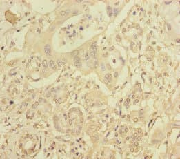RIC8A Antibody