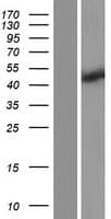 RNF32 Protein (Over-Expression Lysate Myc-DDK (Flag))