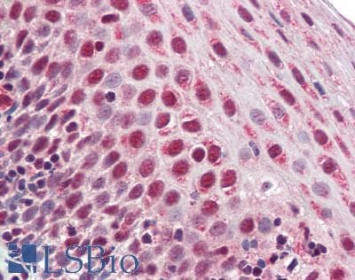 IHC-plus™ SRRT / ARS2 Antibody (aa627-876)