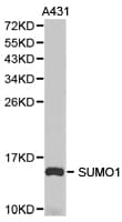 SUMO1 / SMT3 Antibody