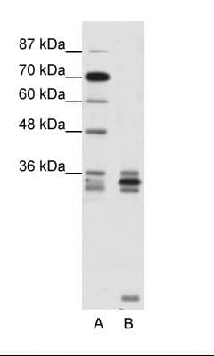 OLIG2 Antibody (aa236-285)