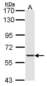 STK4 Antibody (aa324-418)