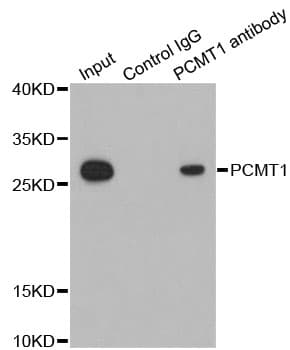PCMT1 Antibody