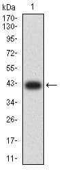ADAM8 Antibody (clone 3B10D7)