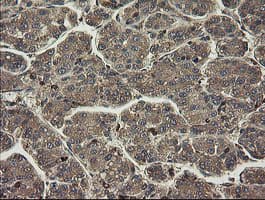 PHF7 Antibody (clone OTI1G9)