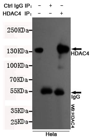 HDAC4 Antibody