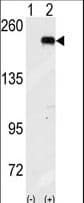 GCN2 Antibody (aa1-30)