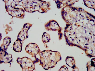 Polyclonal Rabbit anti-Human PROK1 / EG-VEGF Antibody (IHC)