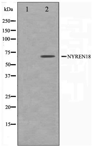 NUB1 Antibody
