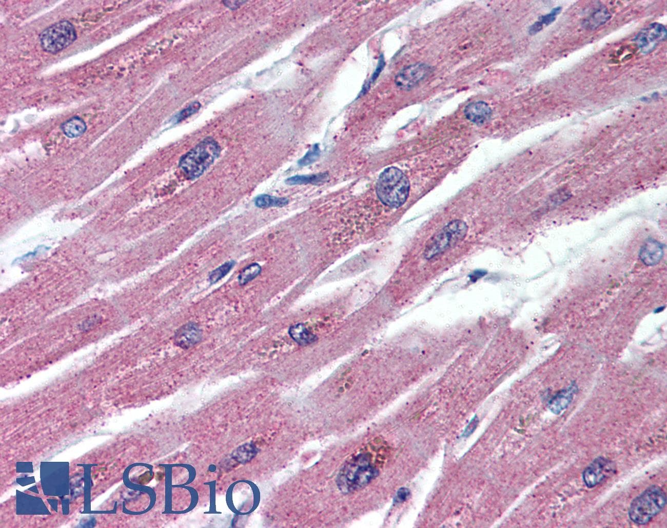 IHC-plus™ Monoclonal Mouse anti-Human OPG / Osteoprotegerin Antibody (clone 98A1071, aa20-37, IHC, WB)