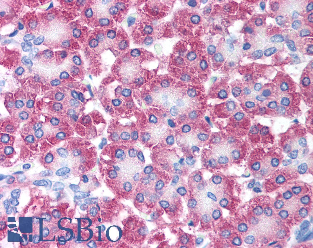 IHC-plus™ AVEN / PDCD12 Antibody