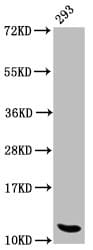 HIST1H4I Antibody