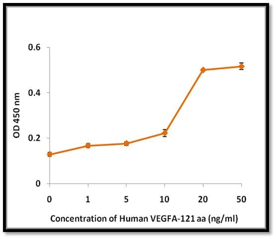 Human VEGFA / VEGF Protein (Recombinant)