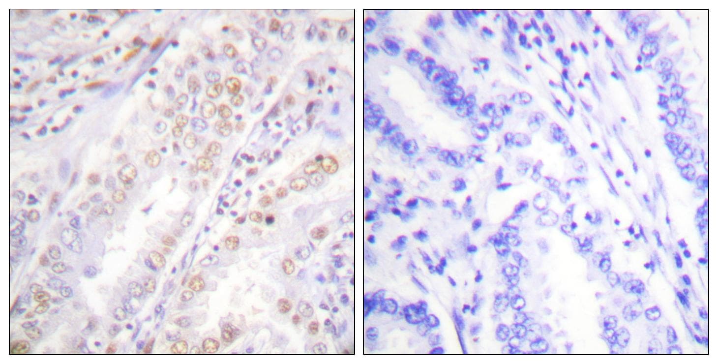 XRCC2 Antibody