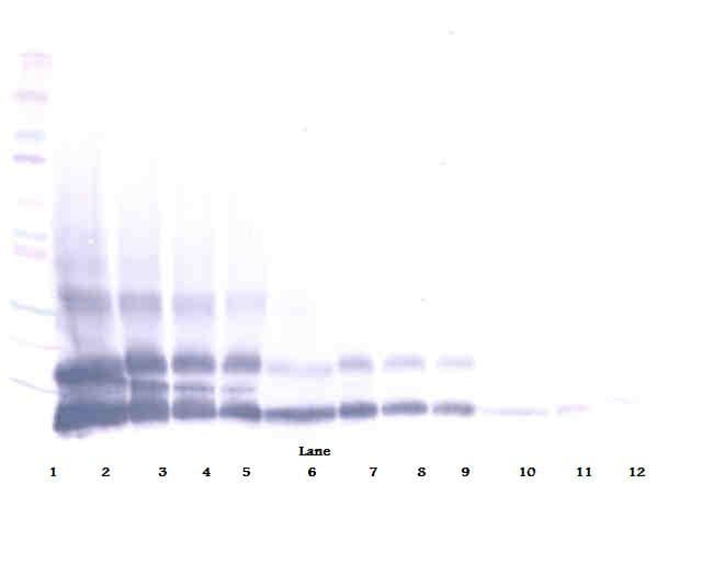 RETNLB / RELM-Beta Antibody
