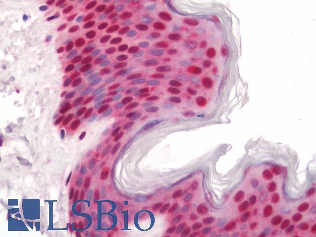 IHC-plus™ HDGFRP3 Antibody