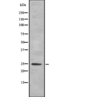 MT-CO2 Antibody