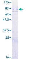 Human RPS6KA4 / MSK2 / RSK-B Protein (Recombinant GST)