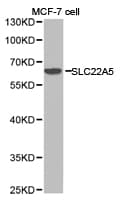 Polyclonal Rabbit anti-Human SLC22A5 / OCTN2 Antibody (IHC, WB)