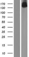 OPLAH Protein (Over-Expression Lysate Myc-DDK (Flag))